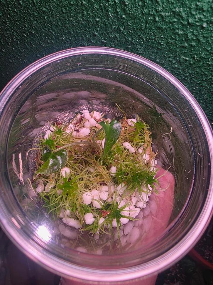 Alocasia Loco TC, Huis en Inrichting, Kamerplanten, Minder dan 100 cm, Halfschaduw, Ophalen of Verzenden