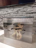 Aquarium met visjes, Dieren en Toebehoren, Vissen | Aquaria en Toebehoren, Ophalen
