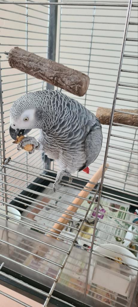Grijze roodstaart papagaai, Dieren en Toebehoren, Vogels | Parkieten en Papegaaien, Papegaai, Mannelijk, Geringd