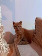 Kittens, Dieren en Toebehoren, Katten en Kittens | Raskatten | Korthaar, Meerdere dieren, Ontwormd, 0 tot 2 jaar