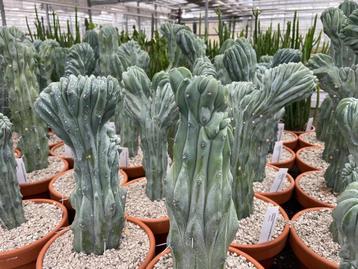 Cactus Myrtillocactus Geometrizans Cristaat in de 19cm pot beschikbaar voor biedingen