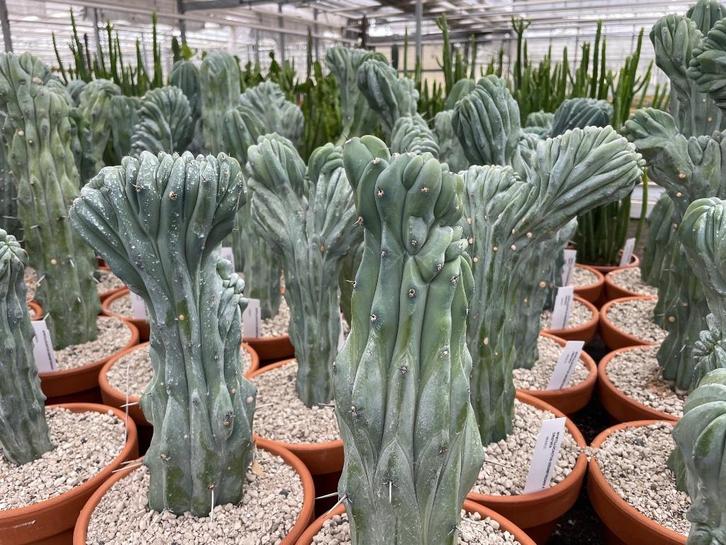 Cactus Myrtillocactus Geometrizans Cristaat in de 19cm pot, Huis en Inrichting, Kamerplanten, Cactus, Minder dan 100 cm, Bloeiende kamerplant