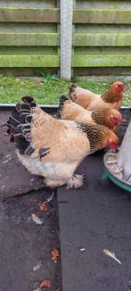 Brahma kriel hennen, Dieren en Toebehoren, Pluimvee, Vrouwelijk, Kip