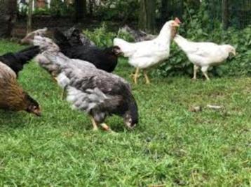 Araucana kippen met staart. beschikbaar voor biedingen