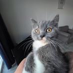 Dieren, Dieren en Toebehoren, Katten en Kittens | Raskatten | Korthaar