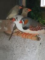 Allerlei kleuren zebravinken, Dieren en Toebehoren, Vogels | Overige Vogels, Meerdere dieren, Tropenvogel