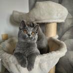 Prachtige Britse Korthaar, raszuiver, ingeënt., Dieren en Toebehoren, Katten en Kittens | Raskatten | Korthaar, Poes, Gechipt