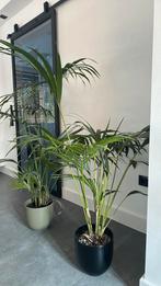 planten, Ophalen of Verzenden, Halfschaduw, Minder dan 100 cm