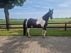 Mooie bonte pony, Merrie, Minder dan 160 cm, Gechipt, 11 jaar of ouder