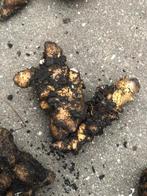 Peruaanse postelein, Ophalen of Verzenden, Voorjaar, Volle zon, Knol