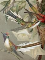 Litho 1895 Kolibries Vogels, Antiek en Kunst, Ophalen of Verzenden