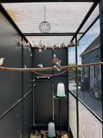 Bonte Diamantduif | Tropische duiven voor volière, Meerdere dieren, Overige soorten