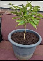 Sinasappel boom, Tuin en Terras, Ophalen, Volle zon, Overige soorten