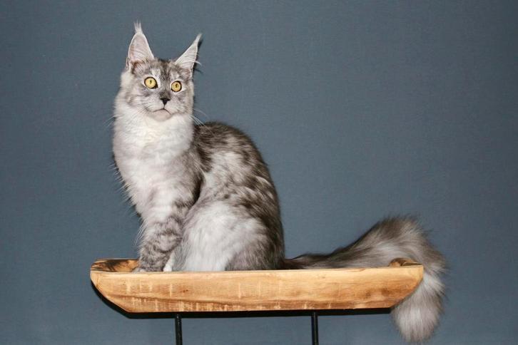 Black Smoke Maine Coon kitten +Stamboom, Dieren en Toebehoren, Katten en Kittens | Raskatten | Langhaar, Poes, Met stamboom