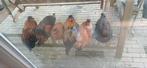 7 Mooie kippen te koop, Dieren en Toebehoren, Vrouwelijk, Kip