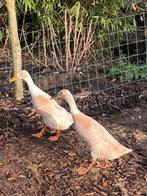 Mooi koppel reebonte loopeenden, Dieren en Toebehoren, Pluimvee, Meerdere dieren, Eend