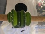 couples morelia viridis sorong, Dieren en Toebehoren, Reptielen en Amfibieën, Slang, 0 tot 2 jaar