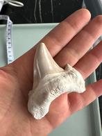 Zeldzame haaientand Otudus fossiel, Ophalen of Verzenden, Fossiel