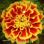 Afrikaantjes bloemzaad - kleurrijke zomerbloeiers, Ophalen of Verzenden, Voorjaar, Volle zon, Zaad