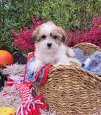 Leuke boomer pups te koop!, CDV (hondenziekte), 8 tot 15 weken, Meerdere, Meerdere dieren