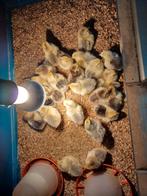 Wyandotte kriel kuikens te koop!, Dieren en Toebehoren, Pluimvee, Mannelijk, Kip