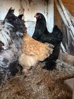 Brahma hennen, Dieren en Toebehoren, Vrouwelijk, Kip
