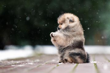 Pomeriaan | Pomeranian | Puppy | Teefje | Stamboom | Beertje beschikbaar voor biedingen