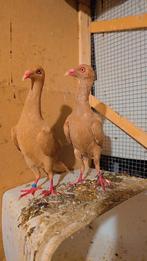 Duiven te koop, Dieren en Toebehoren, Meerdere dieren, Kip