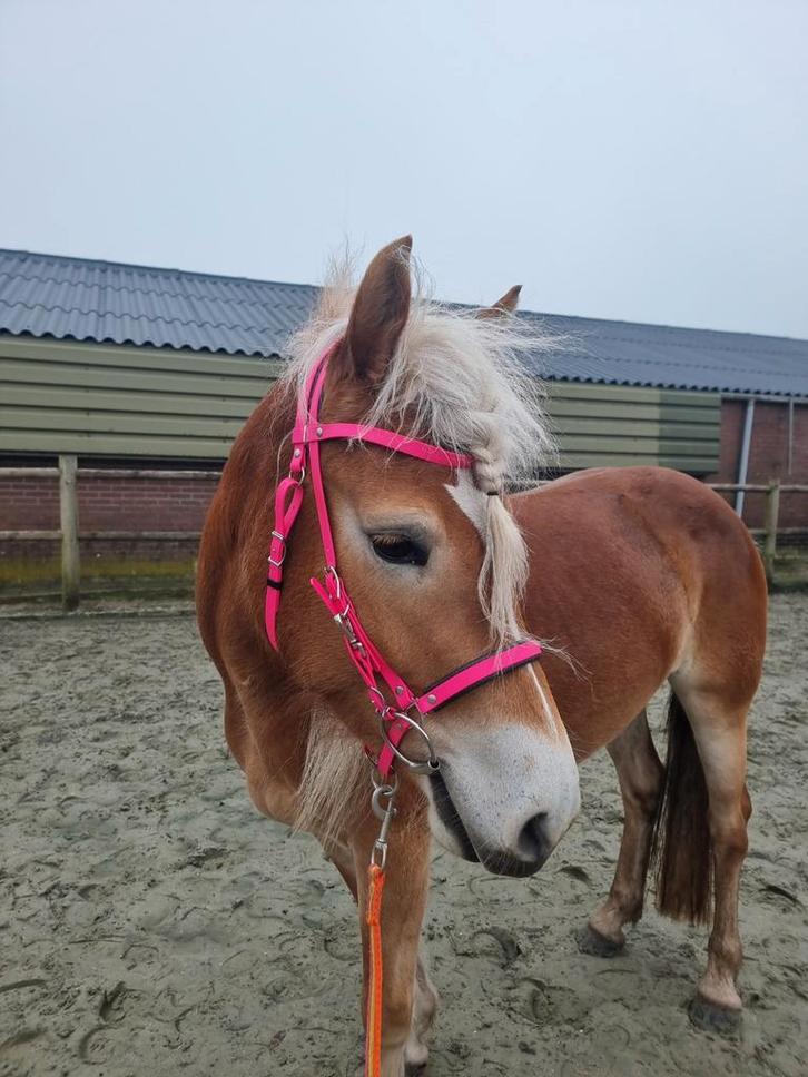 Biothane hoofdstel Maat Cob/Full, Dieren en Toebehoren, Paarden en Pony's | Hoofdstellen en Tuigage, Dressuur, Ophalen of Verzenden