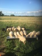 te koop ouessant schapen, Dieren en Toebehoren, Schapen, Geiten en Varkens, Meerdere dieren, Schaap, 0 tot 2 jaar
