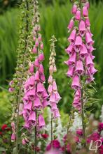 Vingerhoedskruid plantjes, Volle zon, Tweejarig, Zomer, Ophalen
