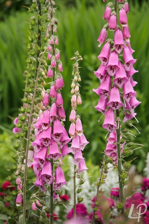 Vingerhoedskruid plantjes, Tuin en Terras, Planten | Tuinplanten, Tweejarig, Overige soorten, Volle zon, Zomer, Ophalen