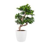 Ficus Gin Seng Bonsai met Elho Brussels Round pot White, Huis en Inrichting, Kamerplanten, Minder dan 100 cm, Ficus, Halfschaduw