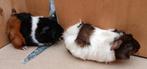 Cavia's borstel beharing, Dieren en Toebehoren, Juni, Meerdere dieren, Cavia