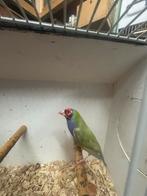 Gould amadine, Dieren en Toebehoren, Vogels | Overige Vogels, Mannelijk