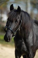Knappe en grote jaarling merries (KWPN + Fries), Dieren en Toebehoren, Paarden, Merrie, Minder dan 160 cm, Gechipt, Niet van toepassing