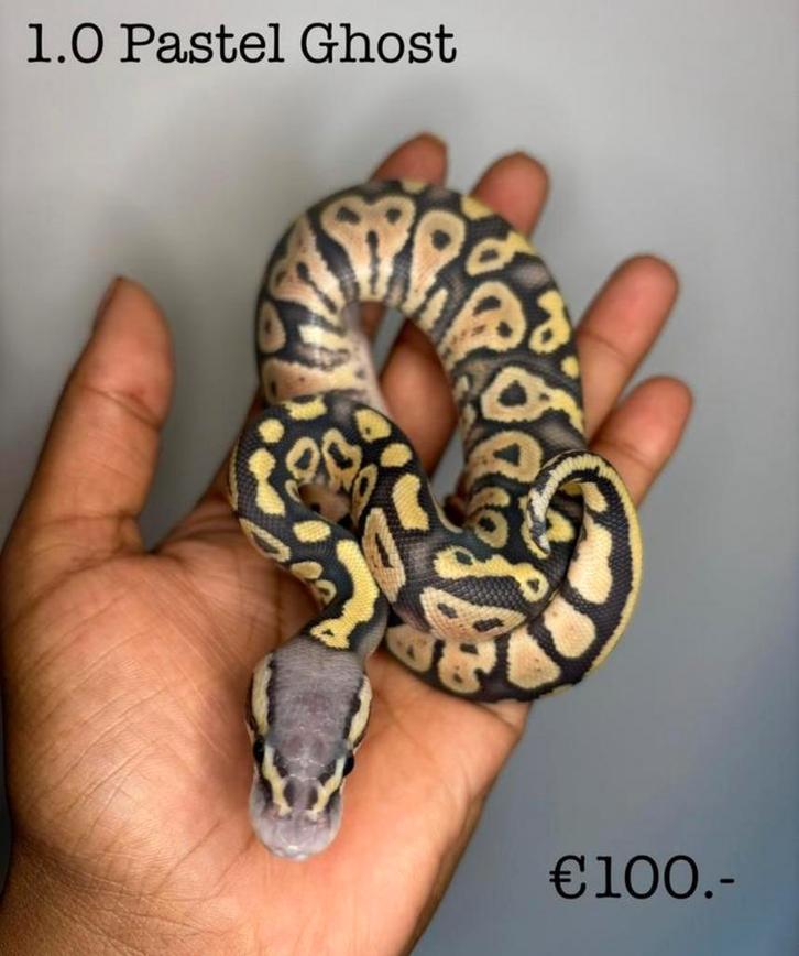 1.0 Pastel Ghost NK25
