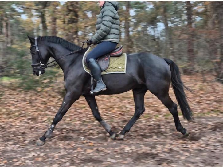Prachtige 5 jarige ruin, Dieren en Toebehoren, Paarden, Ruin, L, 165 tot 170 cm, 3 tot 6 jaar, Dressuurpaard, Met stamboom, Gechipt