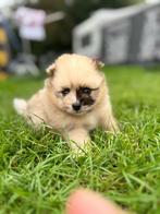Merle Pomeriaan pup 14 weken  met blauwe ogen, Dieren en Toebehoren, Honden | Niet-rashonden, Rabiës (hondsdolheid), 8 tot 15 weken