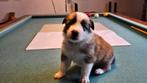 6 puppy's te koop, Dieren en Toebehoren, Honden | Niet-rashonden, 8 tot 15 weken, Meerdere, Meerdere dieren, Middel