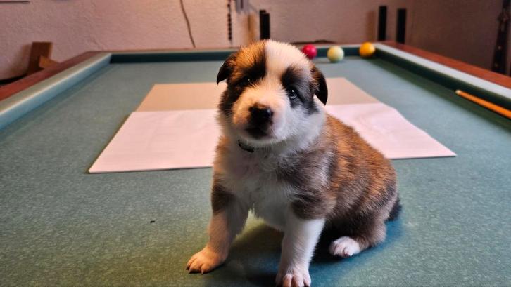 6 puppy's te koop, Dieren en Toebehoren, Honden | Niet-rashonden, Middel, Meerdere dieren, Particulier, Meerdere, Nederland, 8 tot 15 weken