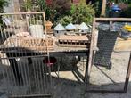 Spullen voor de duivenmelker, Meerdere dieren, Postduif