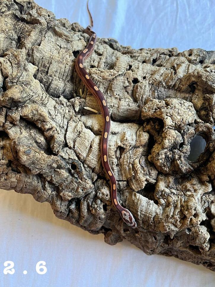 Pantherophis Guttatus Korenslang, Dieren en Toebehoren, Reptielen en Amfibieën, Slang, 0 tot 2 jaar