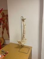 Anatomisch (model) wervelkolom flexibel 85 cm, Ophalen, Zo goed als nieuw