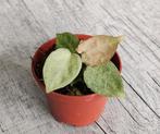 Mint variegated Anthurium Crystallinum x (AOS x AOS) p6, Ophalen of Verzenden, Halfschaduw, Minder dan 100 cm