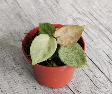 Mint variegated Anthurium Crystallinum x (AOS x AOS) p6 beschikbaar voor biedingen