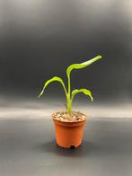 Strelitzia nicolai zaailing, Ophalen, Overige soorten, Halfschaduw, Minder dan 100 cm