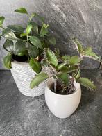 Stekjes van de kalanchoe digremontiana / mother of thousands, Vetplant, Minder dan 100 cm, Groene kamerplant, Halfschaduw