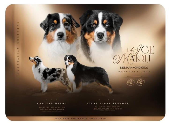 Nestaankondiging Australian shepherd met STAMBOOM November ♡, Dieren en Toebehoren, Honden | Herdershonden en Veedrijvers, Meerdere dieren