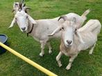 2 nubische geiten gratis, Dieren en Toebehoren, Schapen, Geiten en Varkens, Vrouwelijk, Geit